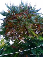 IMG-20191009-WA0012.jpg
