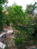IMG-20191009-WA0024.jpg