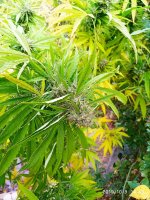 IMG-20191009-WA0022.jpg
