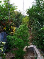 IMG-20191009-WA0018.jpg