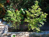 IMG-20191010-WA0001.jpg