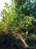 IMG-20191011-WA0010.jpg