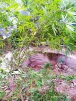 IMG-20191012-WA0005.jpg