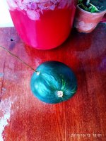 IMG-20191012-WA0000.jpg
