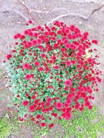 IMG-20191015-WA0005.jpg