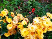 IMG-20191015-WA0006.jpg