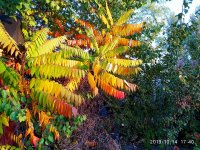 IMG-20191015-WA0002.jpg