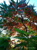 IMG-20191015-WA0003.jpg