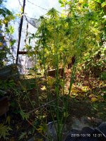 IMG-20191016-WA0011.jpg