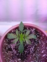 IMG_20191017_073206.jpg