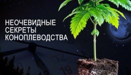 Неочевидные секреты коноплеводства бан.jpg