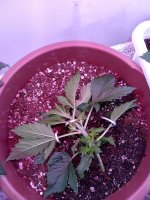 IMG_20191025_080143.jpg