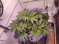 IMG_20191025_193509_DRO.jpg
