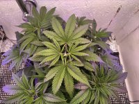 IMG_20191025_193700_DRO.jpg