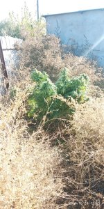 IMG-20191028-WA0015.jpg