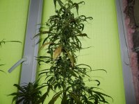 DSCN3495.JPG