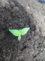 IMG_20191102_183212 (1).jpg