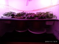 IMG_20191103_183703.jpg