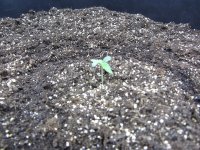 IMG_4448.JPG IMG_4448.JPG