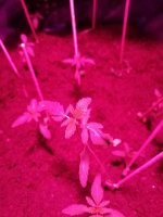 IMG_20191106_212801.jpg