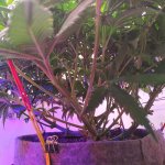 IMG_20191111_102518.jpg