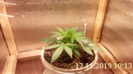 IMG_20191117_101342.jpg