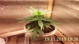 IMG_20191119_183815.jpg