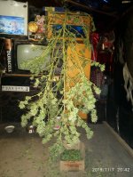 IMG_20191107_204337.jpg