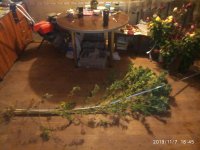 IMG_20191107_184528.jpg