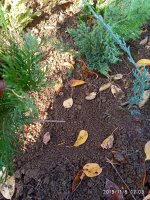 IMG_20191108_120339.jpg