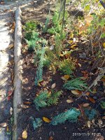IMG_20191109_122144.jpg