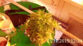 IMG_20191123_123420.jpg