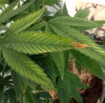 potassium-deficiency-marijuana-brown-tips-sm.jpg