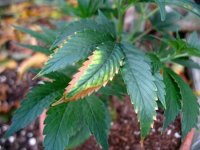 potassium-deficiency-weed-yellow-brown-edges-sm.jpg