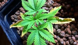 potassium-deficiency-young-cannabis-sm.jpg
