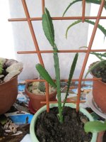 IMG_1732.JPG