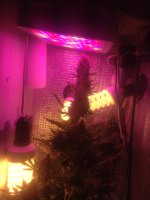 IMG_5324.JPG