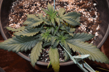 Гифка с Gifius.ru (1).gif