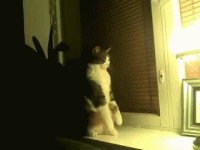 302350ff762a609da.gif