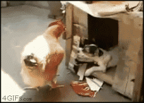704510eac6fd9a30.gif