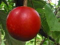 trichosanthes tricuspidata1.jpg