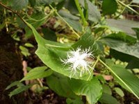 trichosanthes tricuspidata2.jpg
