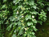 trichosanthes tricuspidata3.jpeg.jpg