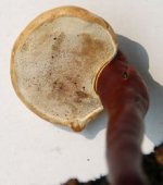 220px-Ganoderma-lucidum-(Fastiv)-hymenophore.jpg