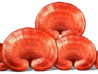 6734_ganoderma_lucudum.jpg