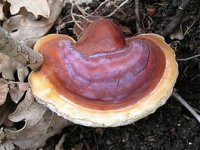 Ganoderma_lucidum_01.jpg
