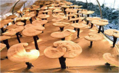 ganoderma-300x185.png
