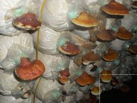 400x300-vyrez-reishi_spore.jpg