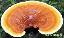 1302861594_ganoderma-lusidum.jpg