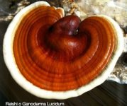 ganoderma-reishi-lingzhi-8.jpg